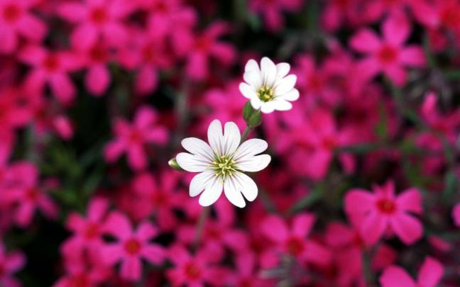 Cool Flower Desktop Wallpapers - Top Free Cool Flower Desktop 