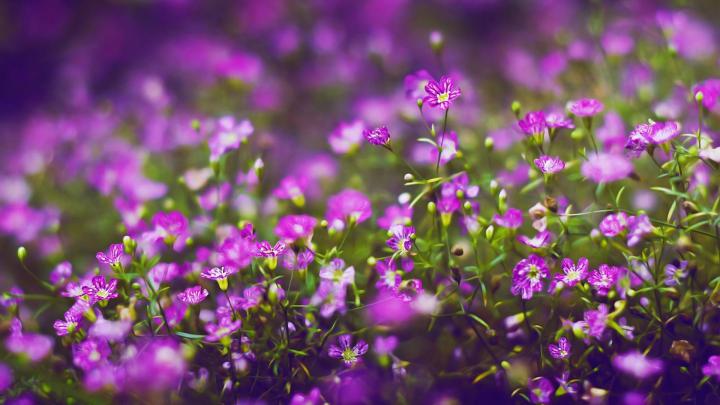 Desktop Wallpaper Hd 1920x1080 Flowers - Images | Slike