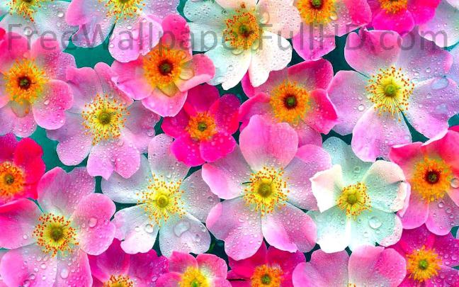 Flower Wallpaper Hd 1080P Free Download : Top 10 Dahlia Flowers HD 