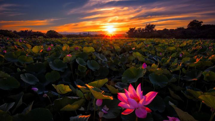 Hd Flower Wallpapers 1080P : Rose Flower HD Wallpapers 