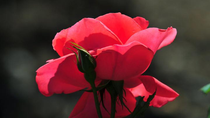 Cool Flower Desktop Wallpapers - Top Free Cool Flower Desktop 