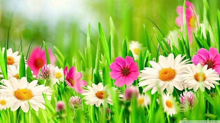 Full HD Flowers Wallpapers (68+ pictures)