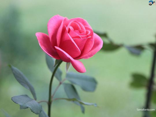 Flower Images Hd Wallpapers 1080P Download : 800 Beautiful Free Rose 
