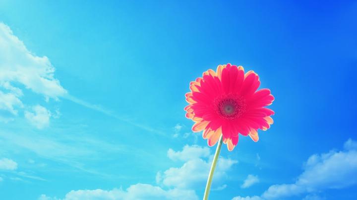 1920X1080 HD Flower Desktop Wallpapers - Top Free 1920X1080 HD Flower 