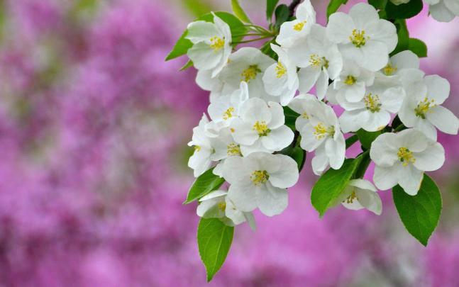 Desktop Wallpaper Hd 1920x1080 Flowers | Mister Wallpapers