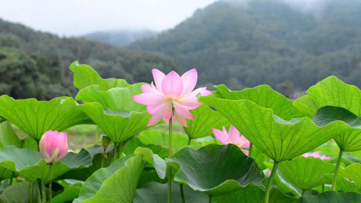 Hd Flower Wallpapers 1080P \/ Download wallpaper 1920x1080 flower, bloom 