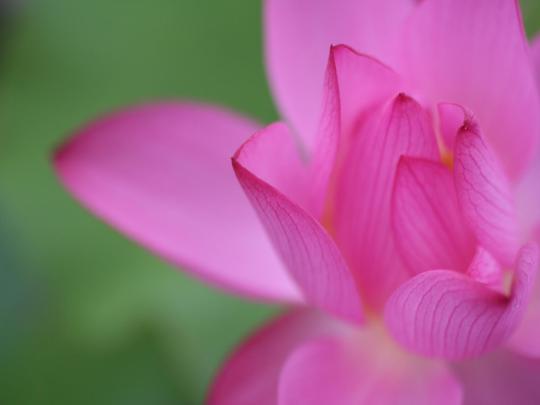 Windows Flower Wallpapers - Top Free Windows Flower Backgrounds 