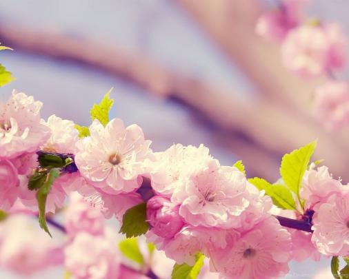 Hd Flower Wallpapers 1080P \/ Flowers Hd Download 1080p 2k 4k 5k Hd 