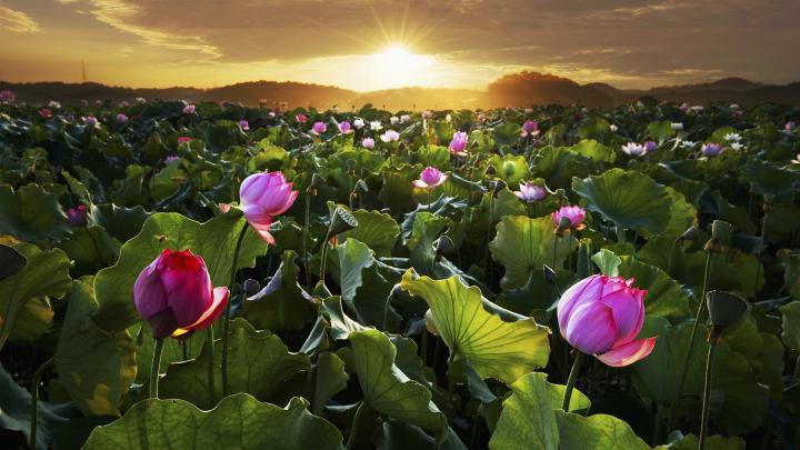 Desktop Wallpaper Hd 1920x1080 Flowers | Mister Wallpapers