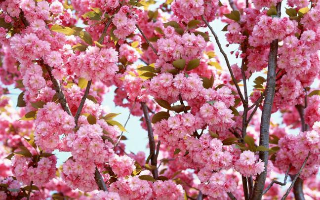 Flower Wallpaper Hd 1080P Free Download \/ Flowers Iphone Wallpaper Hd 