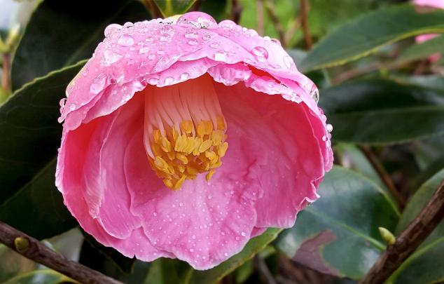 Spring Rain Wallpapers on WallpaperDog