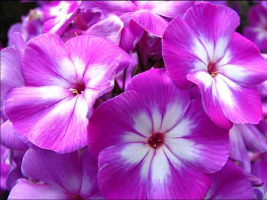 Flower Wallpaper Hd 1080p Free Download - Wallpaper