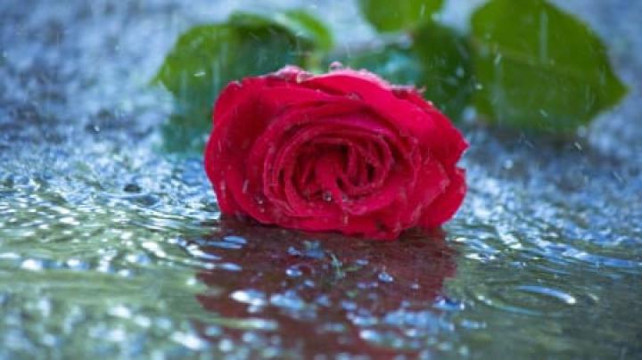 Rain Flower Desktop Wallpaper Hd Nature