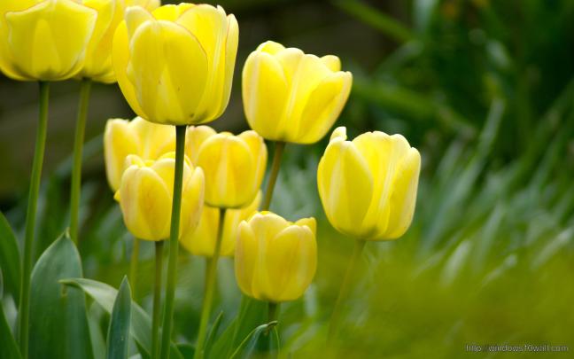 Windows Flower Wallpapers - Top Free Windows Flower Backgrounds 