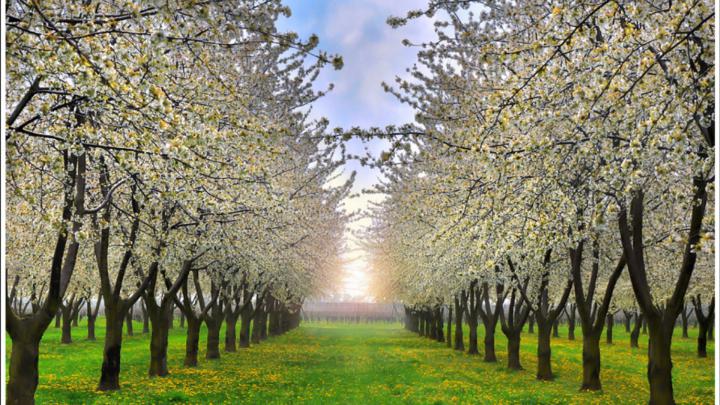 Spring Wallpaper 1920x1080 -