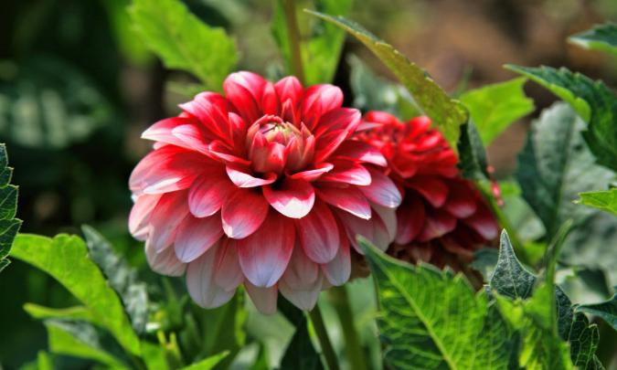 Dahlia Flower HD Wallpapers