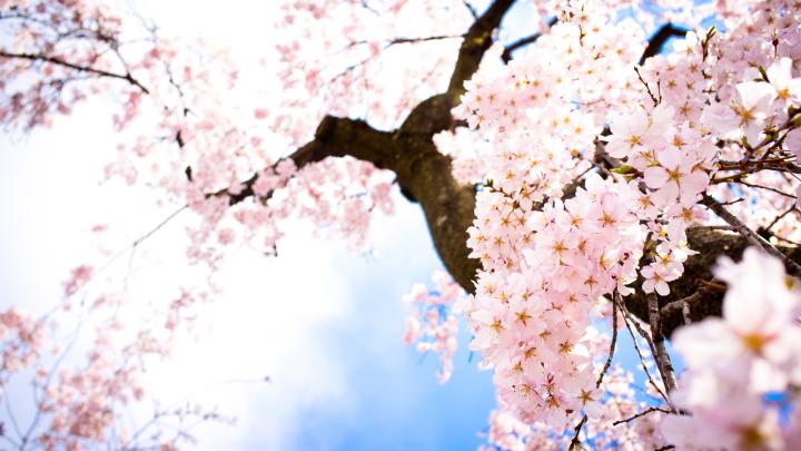 Flower Wallpapers