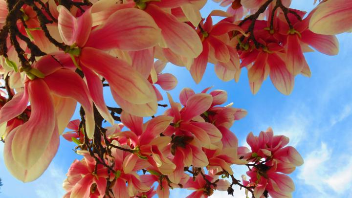 Jasmine Flower Wallpaper -
