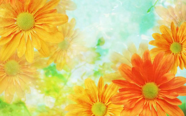 Yellow Flowers Wallpaper -