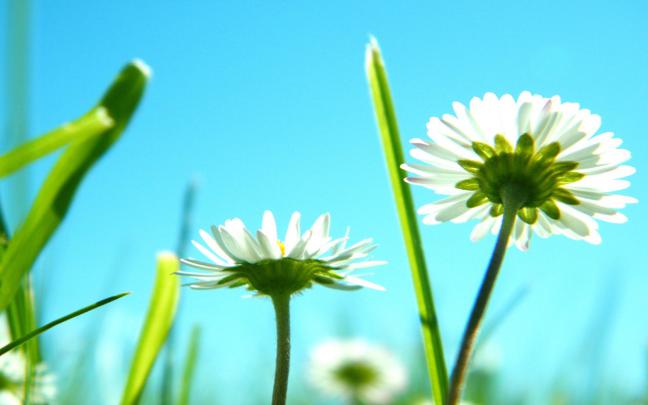 [78+] Full Hd Flowers Wallpapers 