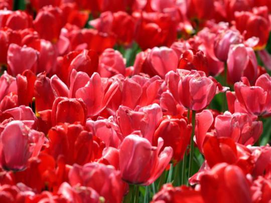 Free download Red Tulip Flower HD Wallpapers New HD Wallpapers 