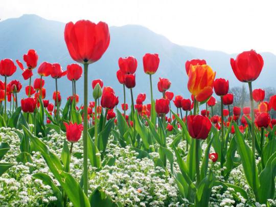 Free download Red Tulip Flower HD Wallpapers New HD Wallpapers 