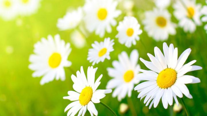 White Daisy Flower HD Wallpaper \u00bb FullHDWpp - Full HD Wallpapers 