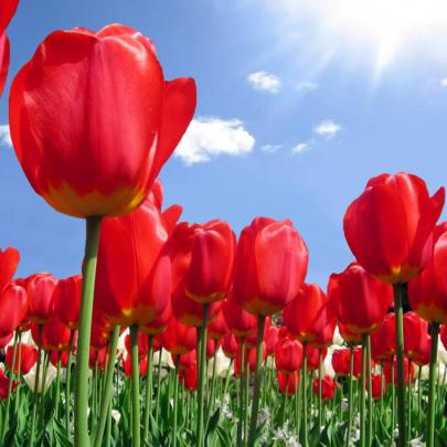 Free download Red Tulip Flower HD Wallpapers New HD Wallpapers 