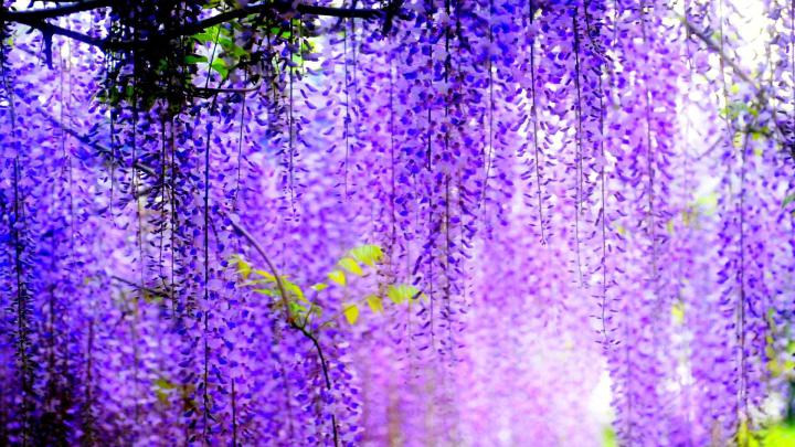 Free download Purple Flower HD Wallpapers [1920x1080] for your Desktop 