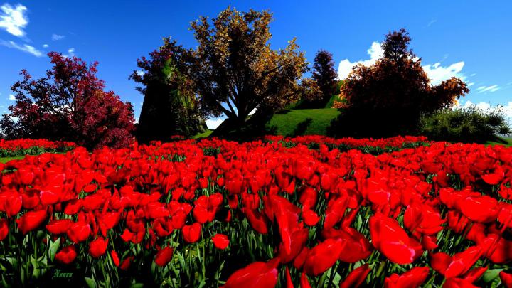 Free download Red Flower HD Wallpapers [1920x1080] for your Desktop 
