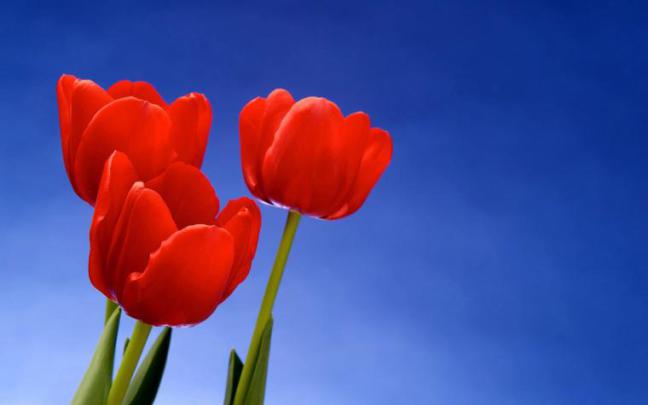 Free download Red Tulip Flower HD Wallpapers New HD Wallpapers 
