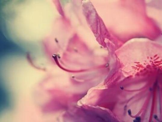 Free download Flower Pink 1080p HD Wallpapers HD Wallpapers [1920x1080 