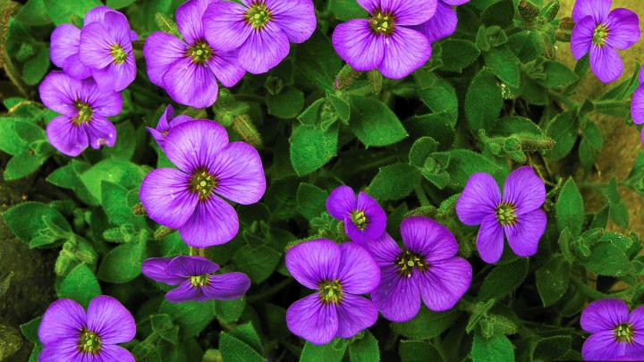 HD Exclusive Flower Pictures Hd 1080p - flowers pictures