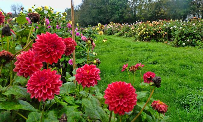 Dahlia Flower HD Wallpapers
