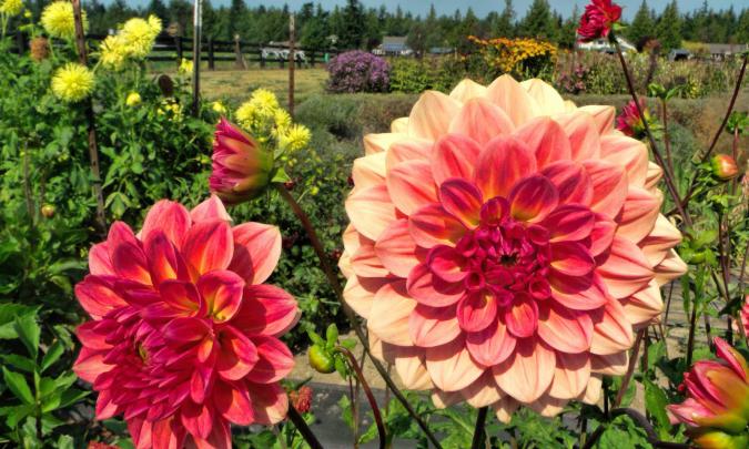 Dahlia Flower HD Wallpapers