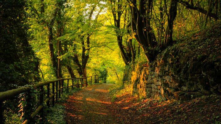Tree wallpapers 1920x1080 Full HD (1080p) desktop backgrounds