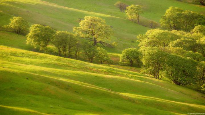 HD Tree Wallpaper -