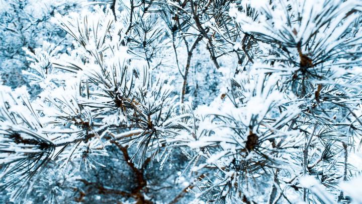 Pine Tree wallpapers 1920x1080 Full HD (1080p) desktop backgrounds