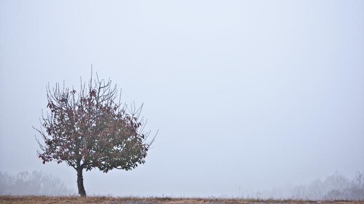 Tree wallpapers 1920x1080 Full HD (1080p) desktop backgrounds