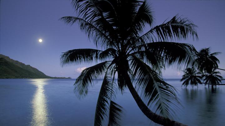 Palm Tree wallpapers 1920x1080 Full HD (1080p) desktop backgrounds