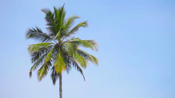 Single Tree Wallpaper Hd 1080p - allairlinesinformation