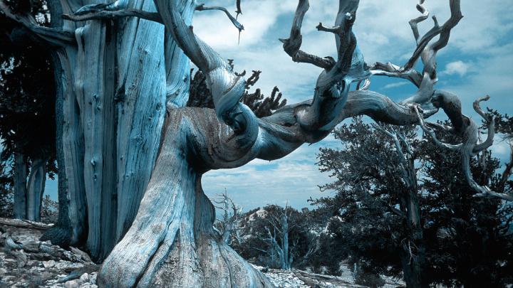 Tree wallpapers 1920x1080 Full HD (1080p) desktop backgrounds