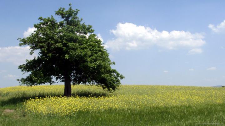 HD Tree (51 images) - DodoWallpaper.