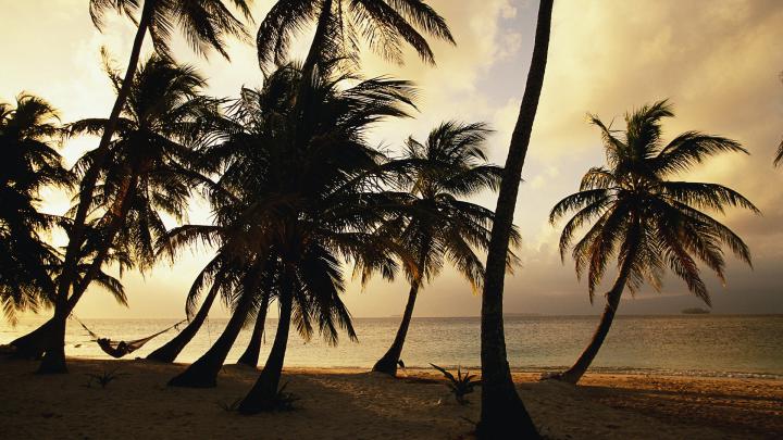 Palm Tree wallpapers 1920x1080 Full HD (1080p) desktop backgrounds