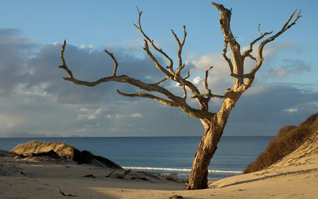 Tree Wallpaper HD -