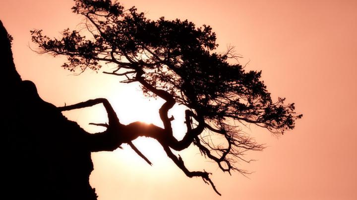Tree wallpapers 1920x1080 Full HD (1080p) desktop backgrounds