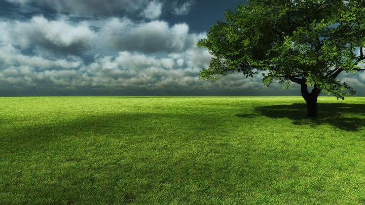 Tree wallpapers 1920x1080 Full HD (1080p) desktop backgrounds