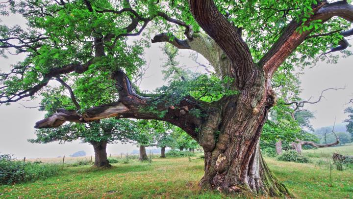 Tree wallpapers 1920x1080 Full HD (1080p) desktop backgrounds