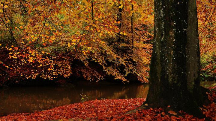 Tree wallpapers 1920x1080 Full HD (1080p) desktop backgrounds