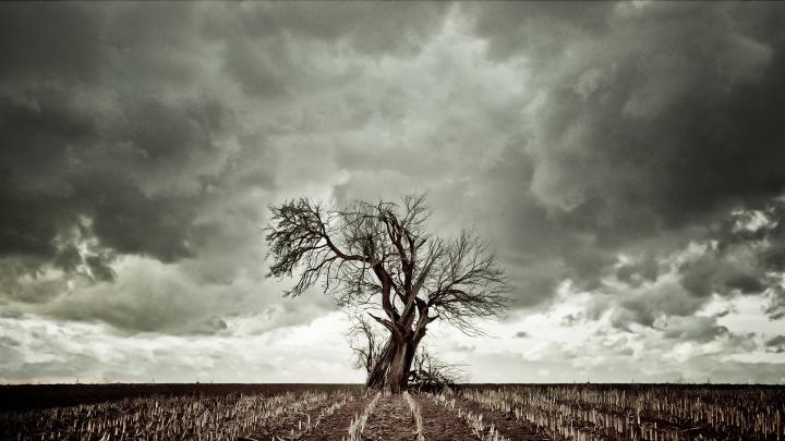 Tree wallpapers 1920x1080 Full HD (1080p) desktop backgrounds